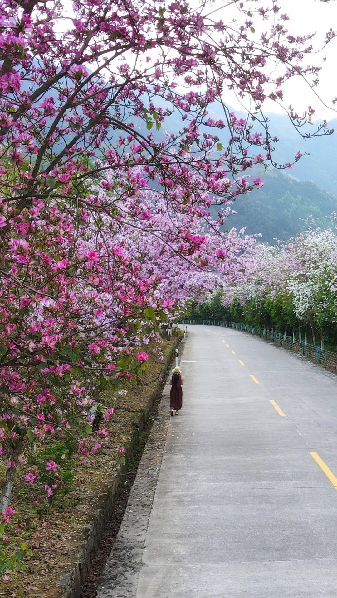 龙胜民族之花图片