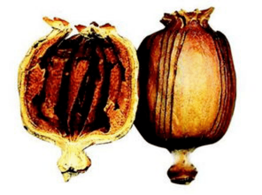 在贸易逆差的汪洋里,英国人终于抓住了救命的稻草 | 英国广州海丝路 9