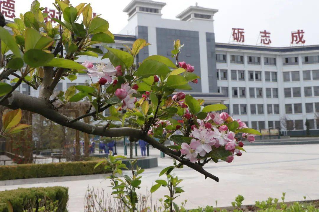 美丽校园花海春满园礼县第二中学邀你共赏校园春景