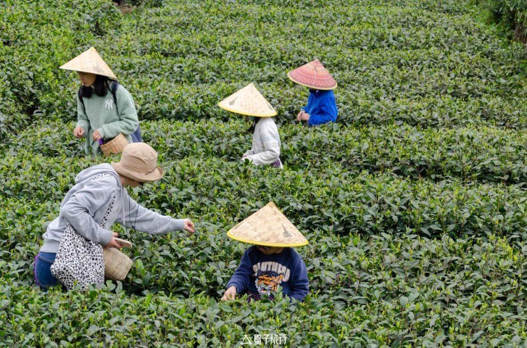 五一「亲子团」玩乐采茶记,小众独家体验_茶园_雅安_茶叶