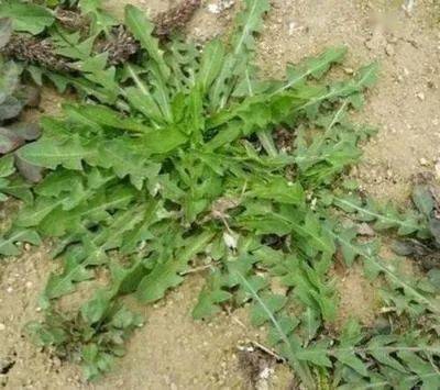 头晕上吐下泻沧州有市民挖野菜回家吃结果引起食物中毒