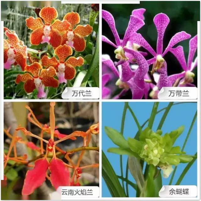 68种常见兰花类品种与花色图谱