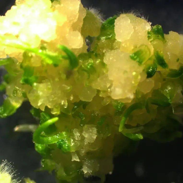 种康:在水稻生物育种领域,我国处于全球什么位置?丨《瞭望》_技术_分子_发展