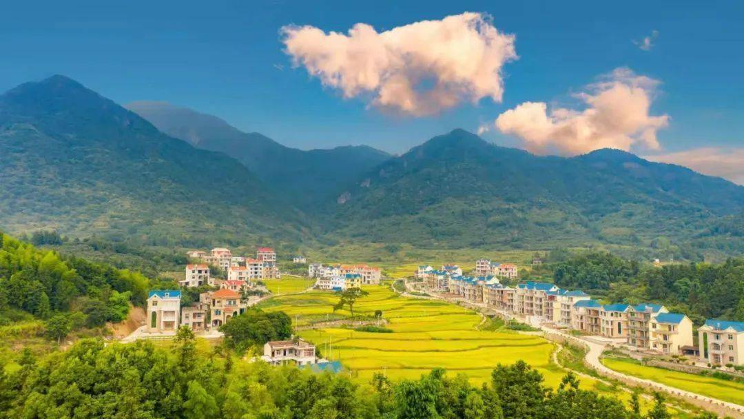 "我在大洋有亩田"!_种植_莆田_稻田