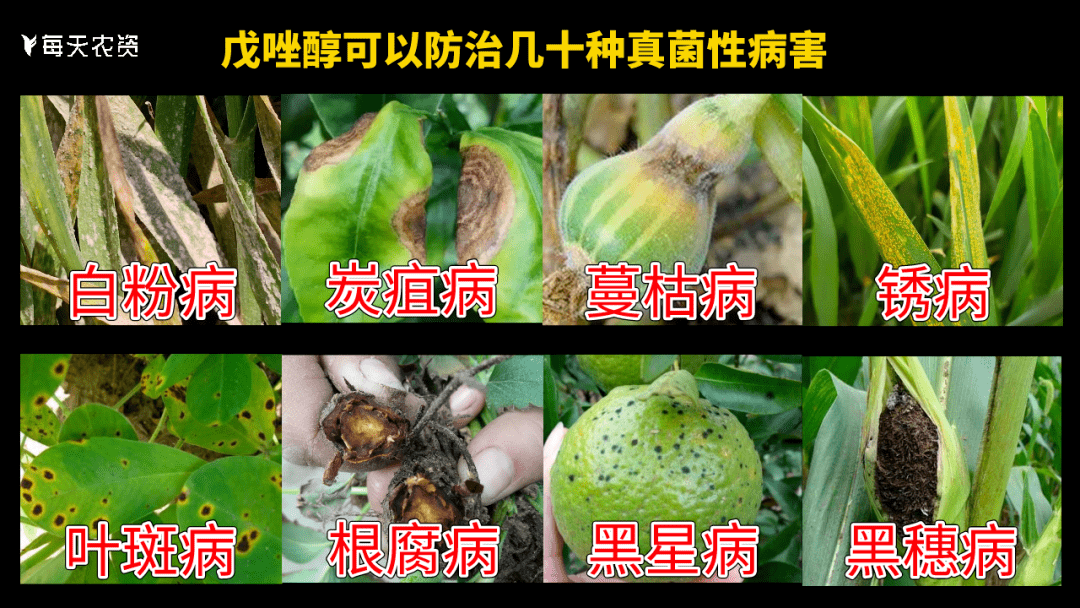 2,可以防治幾十種真菌性病害比如,小麥,水稻,花生,大豆,黃瓜,馬鈴薯