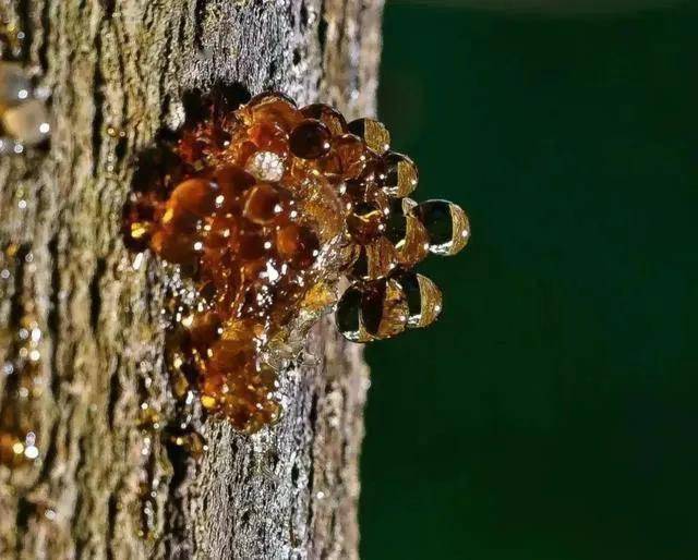 琥珀里的昆虫万年不腐古人为何不使用琥珀来给尸体防腐