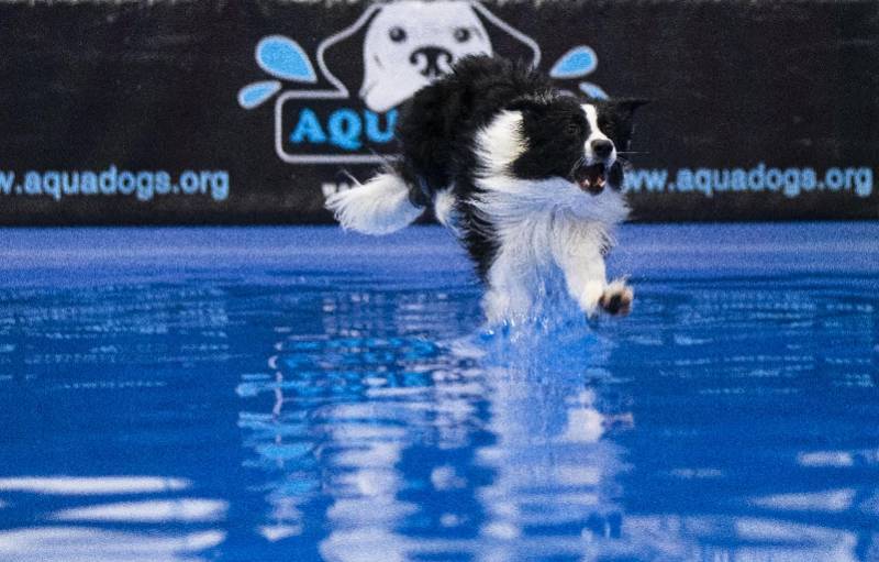 组图狗子赛跳水吓出一串表情包