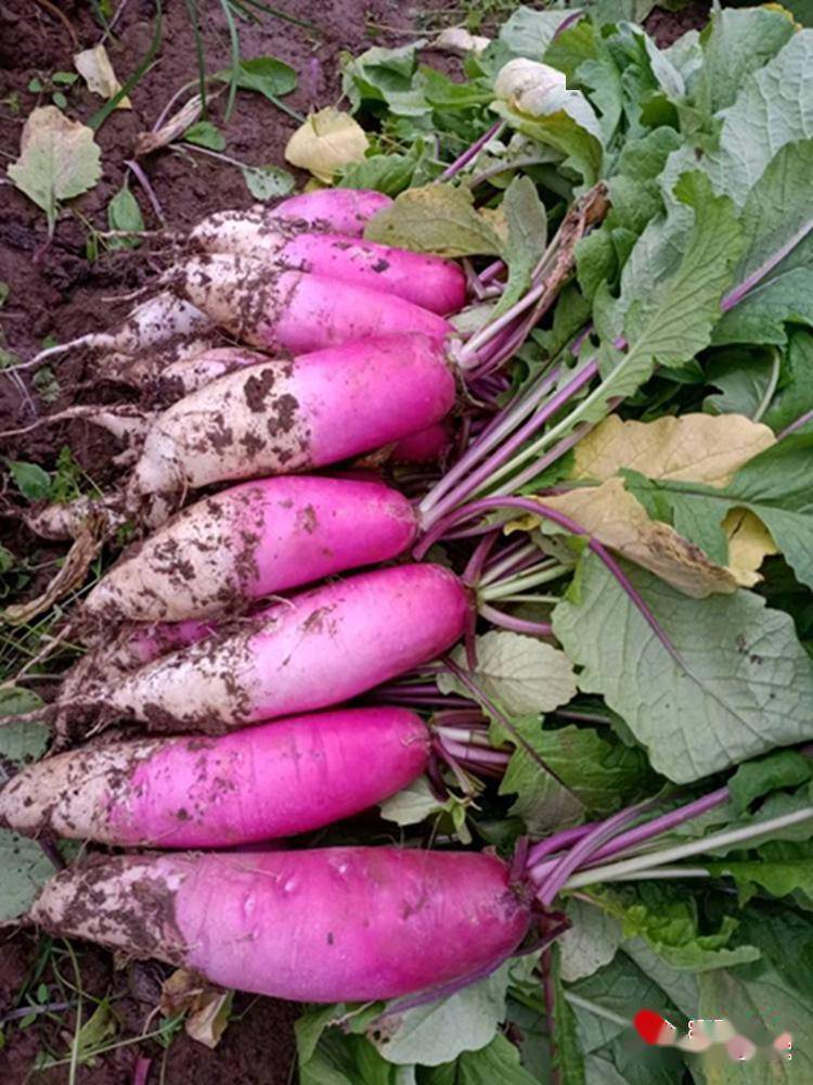 武山县洛门镇水萝卜种出好钱景