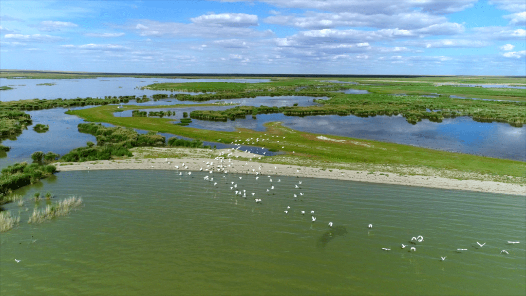【春回呼伦贝尔】之呼伦湖④春湖潋滟草初萌_保护区_日报_监测