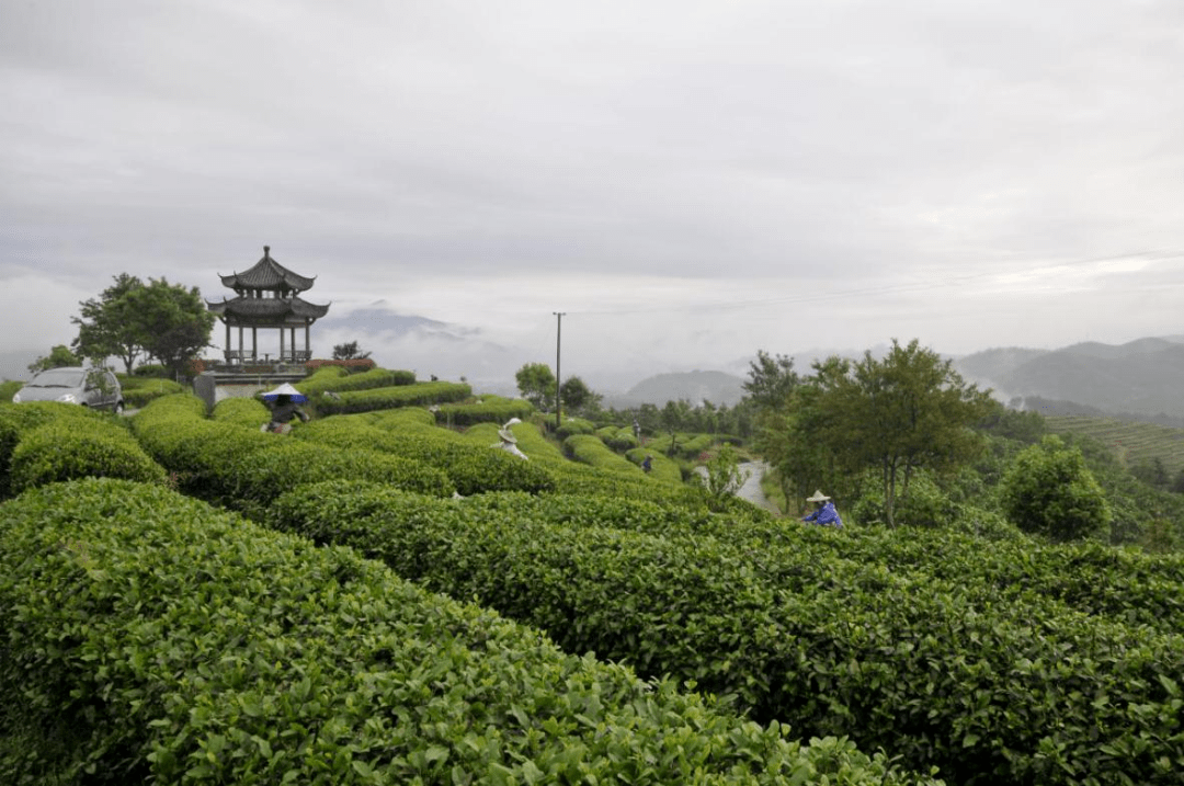 春水煎茶不负人间那口鲜这个四月丽水喝茶去