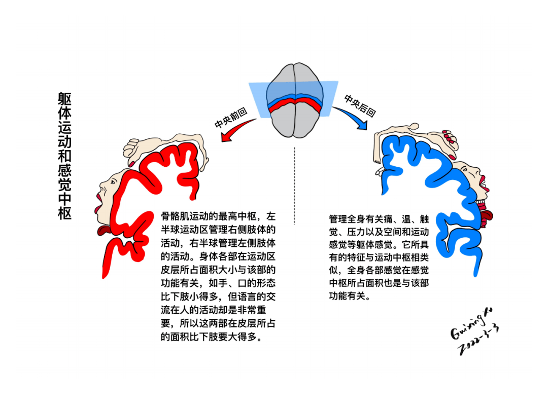 躯体运动和感觉中枢格斯特曼综合征顶叶功能受损顶叶正常压力性脑积水