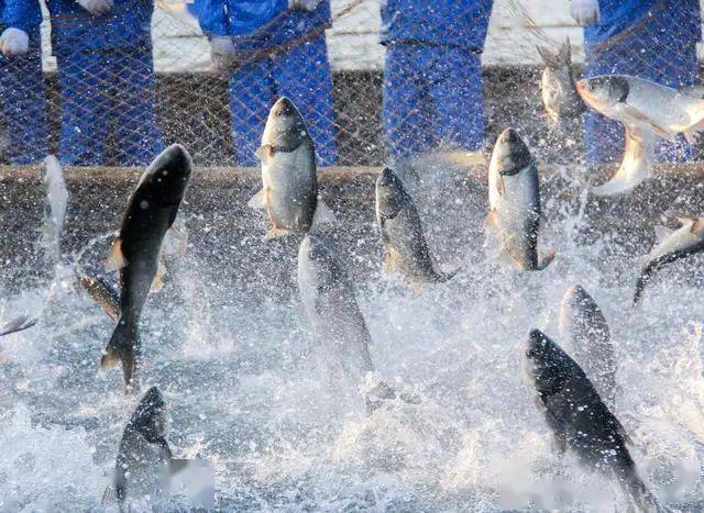 含铁丰富的食物排行榜_市场监管总局关于10批次食品抽检不合格情况的通告(2022年第10号)