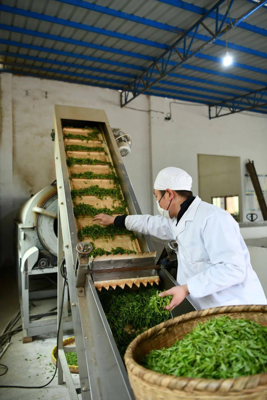 【县区】凤冈:出口茶叶加工忙