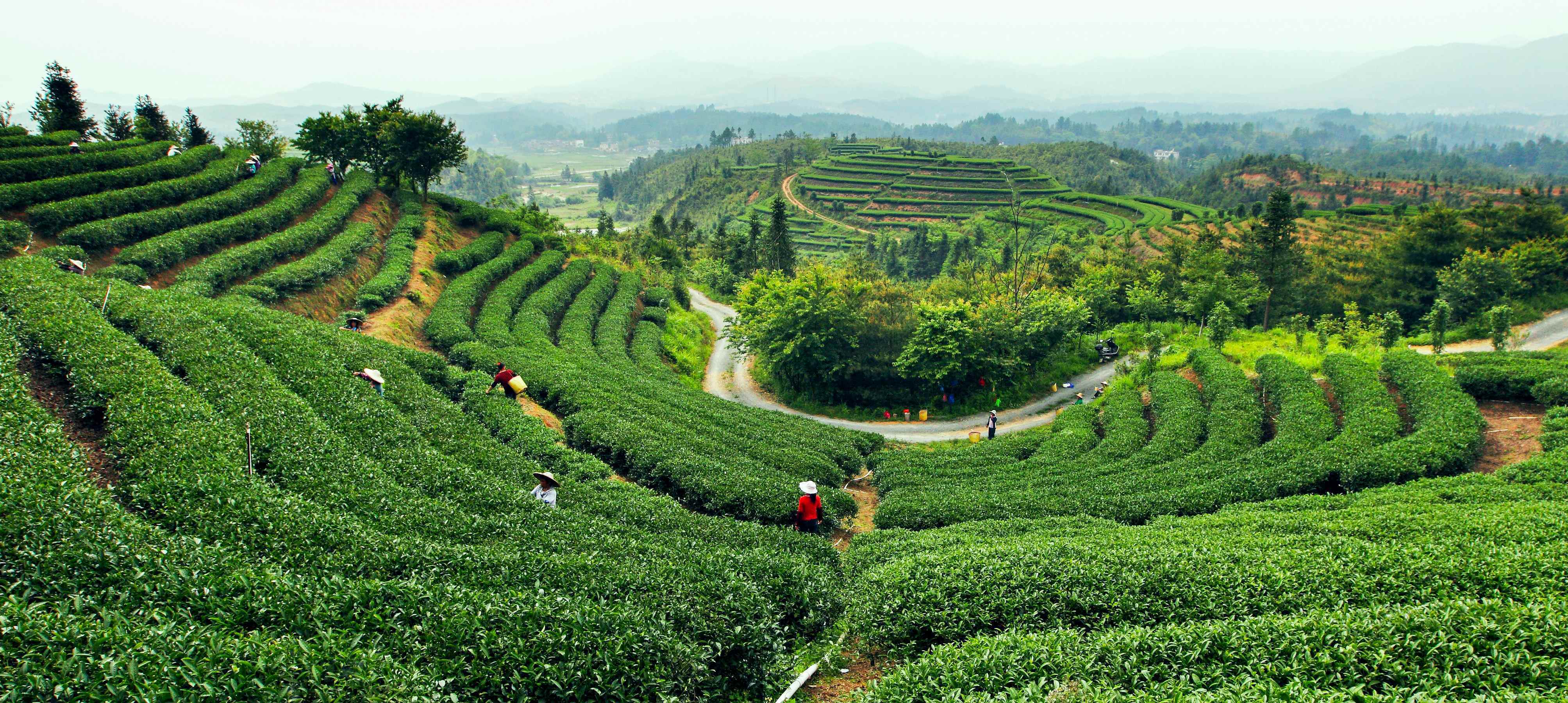 以青州镇,热水镇为核心区,加快建设万亩茶叶种植基地,推动农业产业