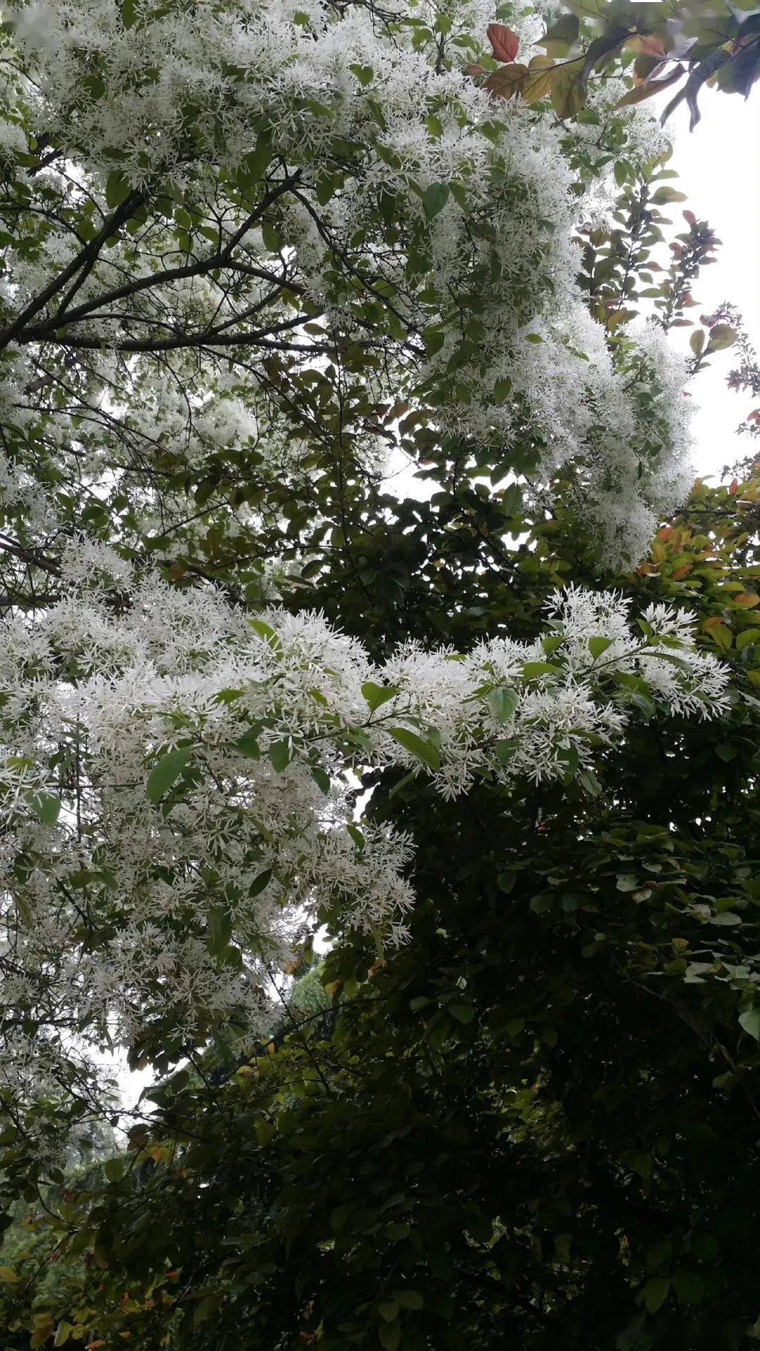 春夏之交美人不止木绣球还有这些仙气飘飘的小白花