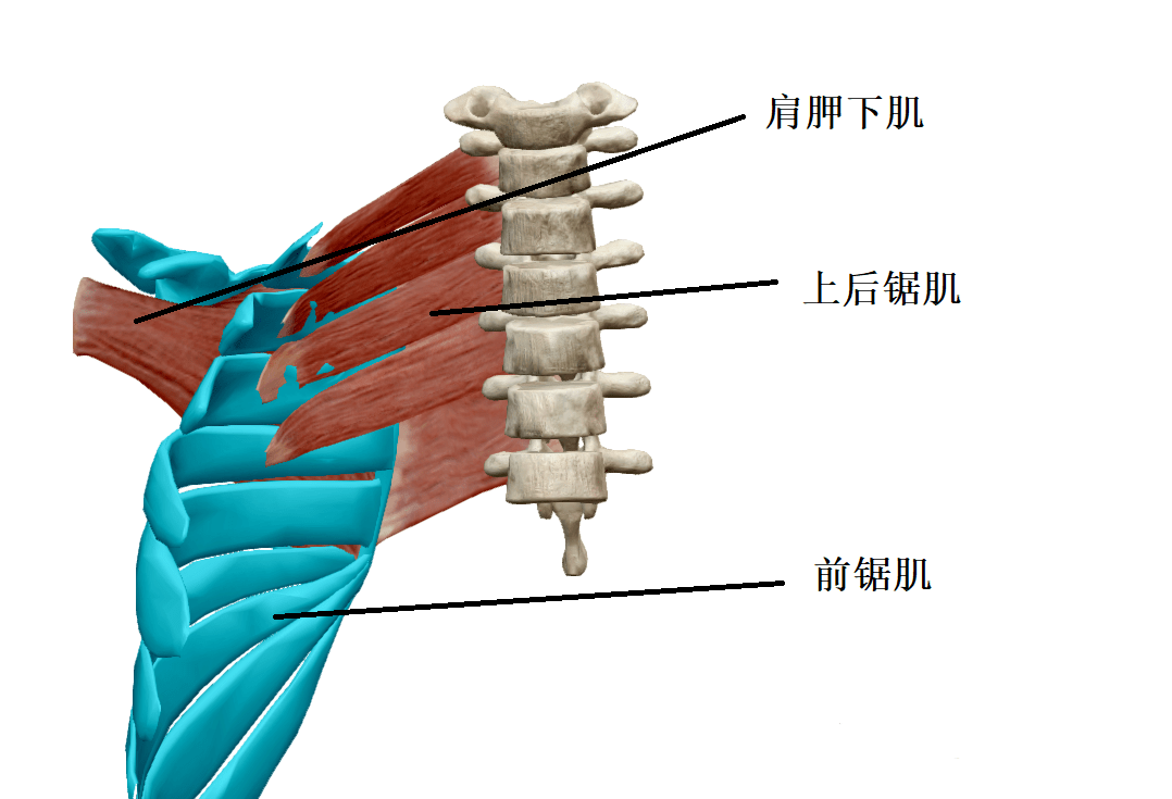 肩胛骨下缘图片