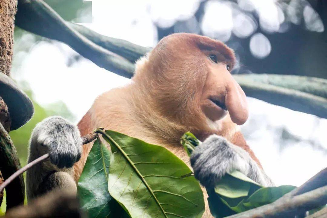 婆罗洲长鼻猴长着大鼻子和啤酒肚一天20小时金枪不倒