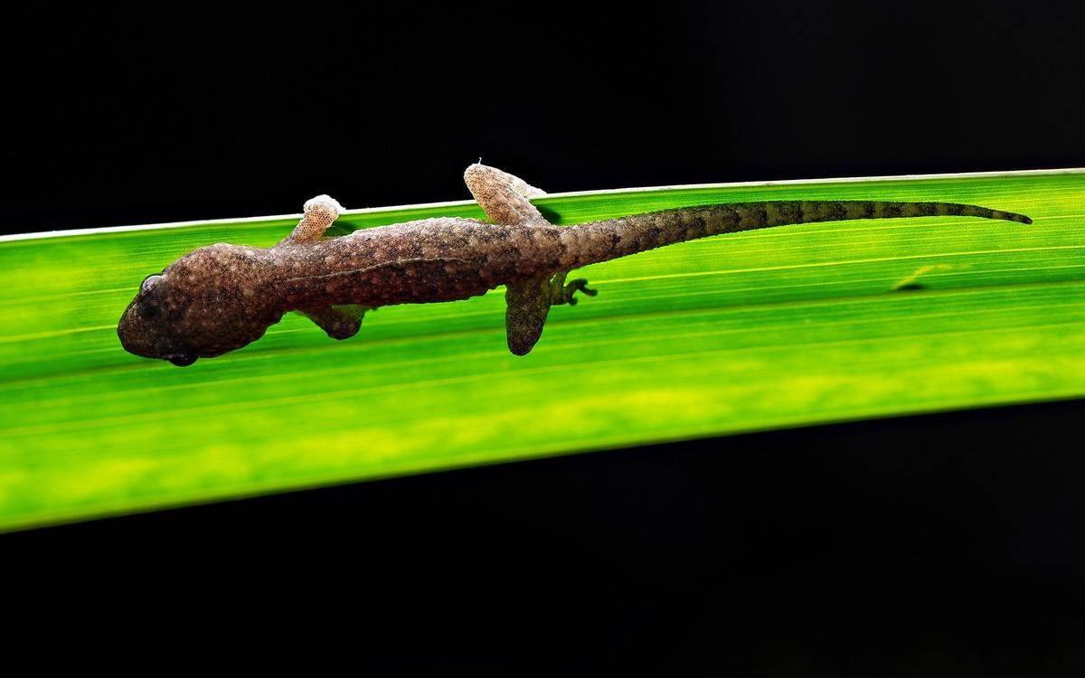 原创澳洲男子生吞壁虎10天后身体从内到外腐烂而亡壁虎到底有无毒