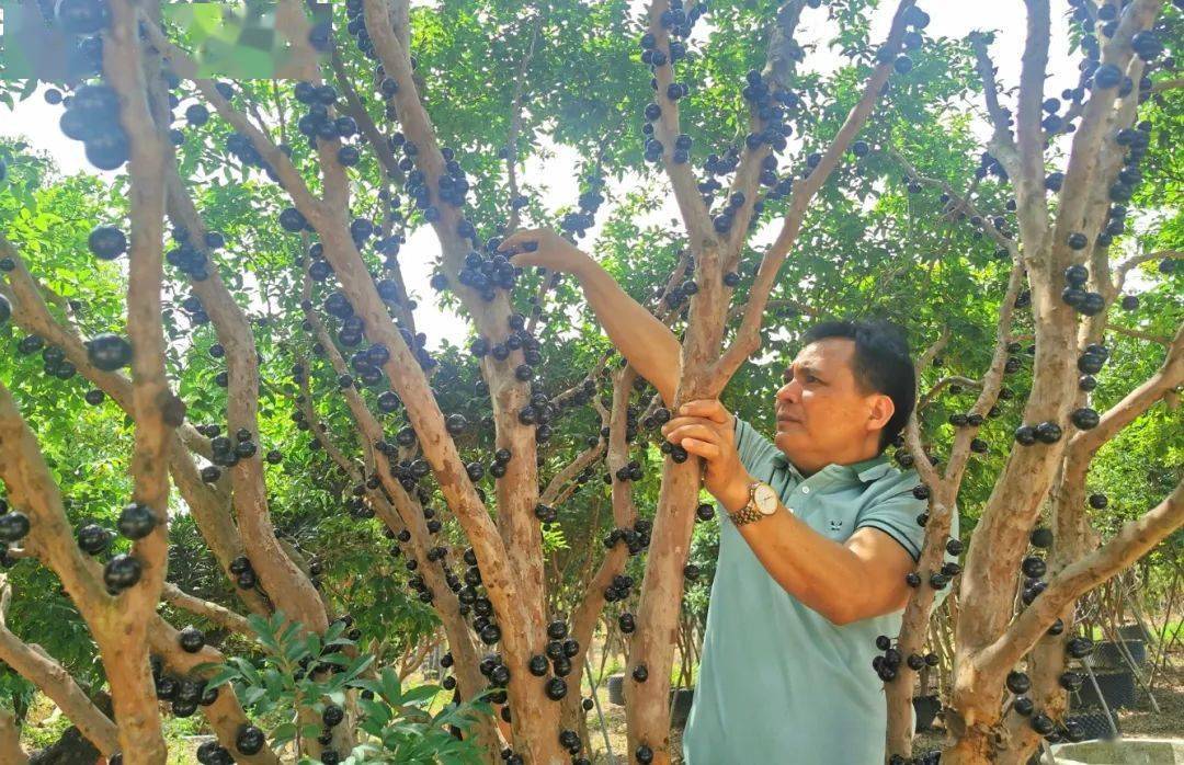 走进位于长宁镇的嘉宝果种植基地,一颗颗个大饱满的嘉宝果宛如一粒粒"