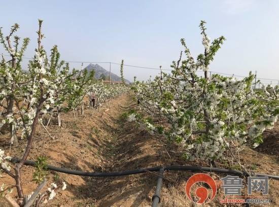 鄉村振興看沂蒙莒南縣坪上鎮櫻桃種植能人成了全市鴻雁人才