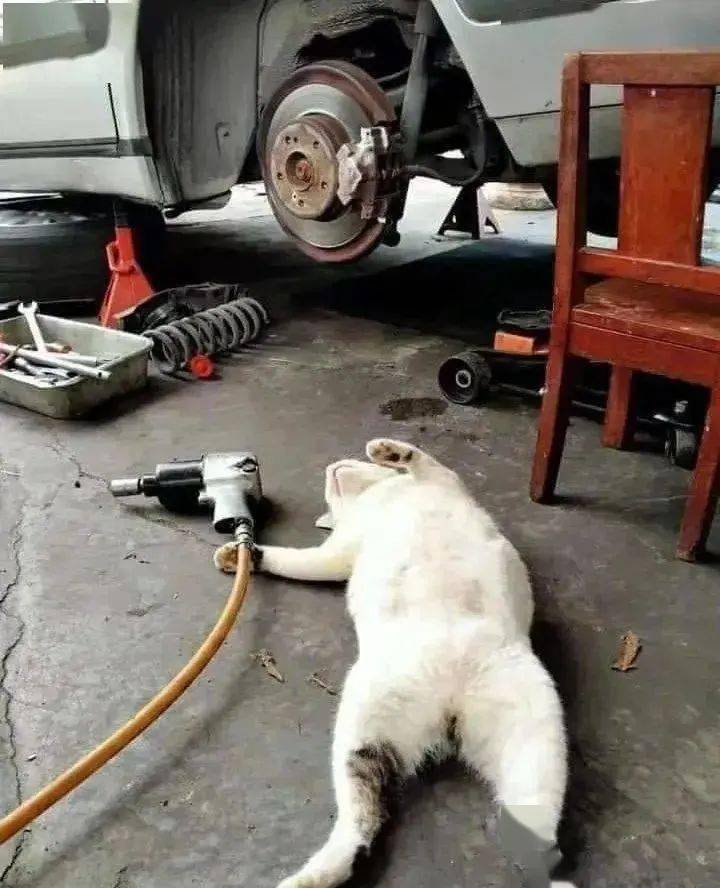 "三百六十行行行出猫猫!"师傅,你是做什么工作的?_资深职员_汽修_配锁