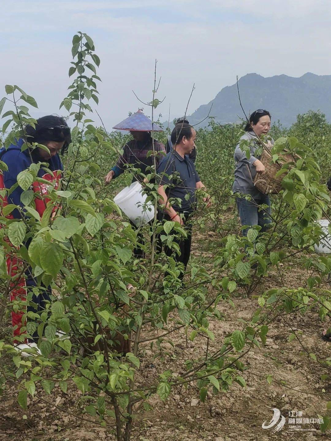 蔡家镇臭黄荆"香"起来了_种植_代用_公司