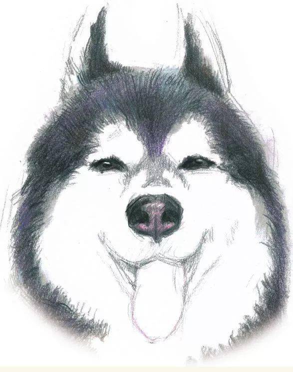 彩铅画入门 | 用彩铅画一只蠢萌蠢萌的哈士奇!