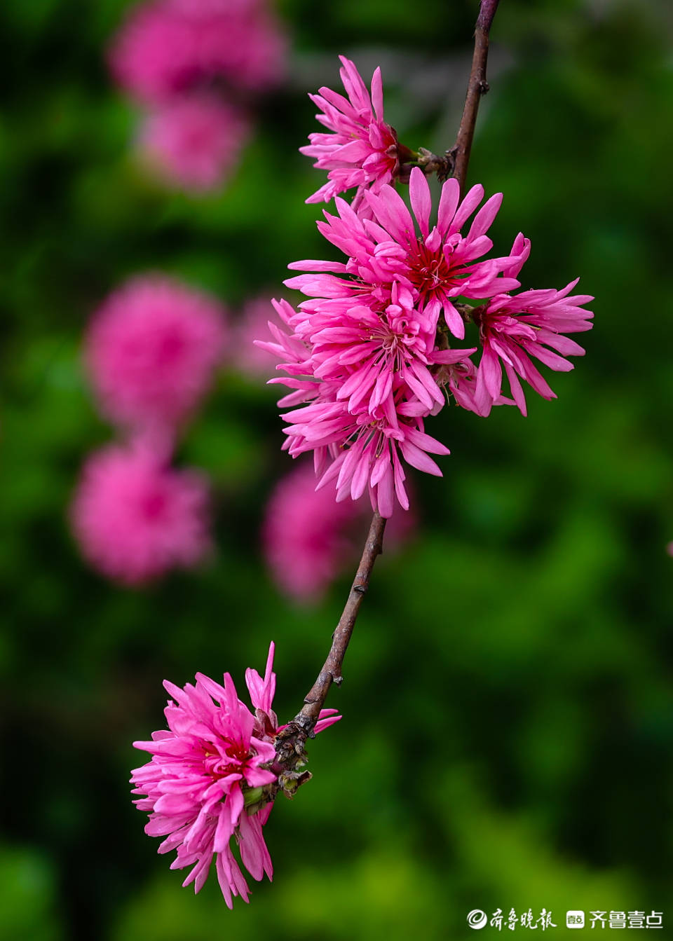 菊花桃简介图片