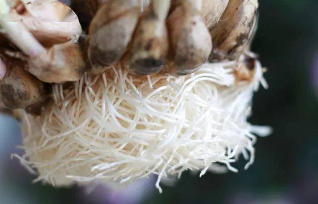 园林植物大学问:根和茎_直立茎_变态_根系