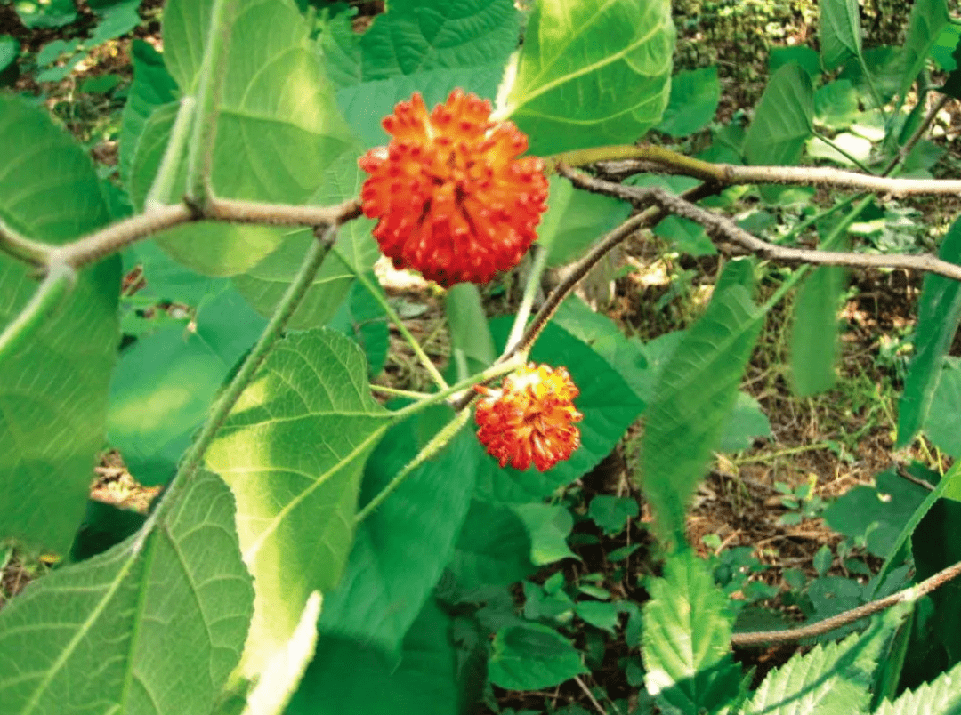 神兽全知道长生不老的人皮肤都是黑色的