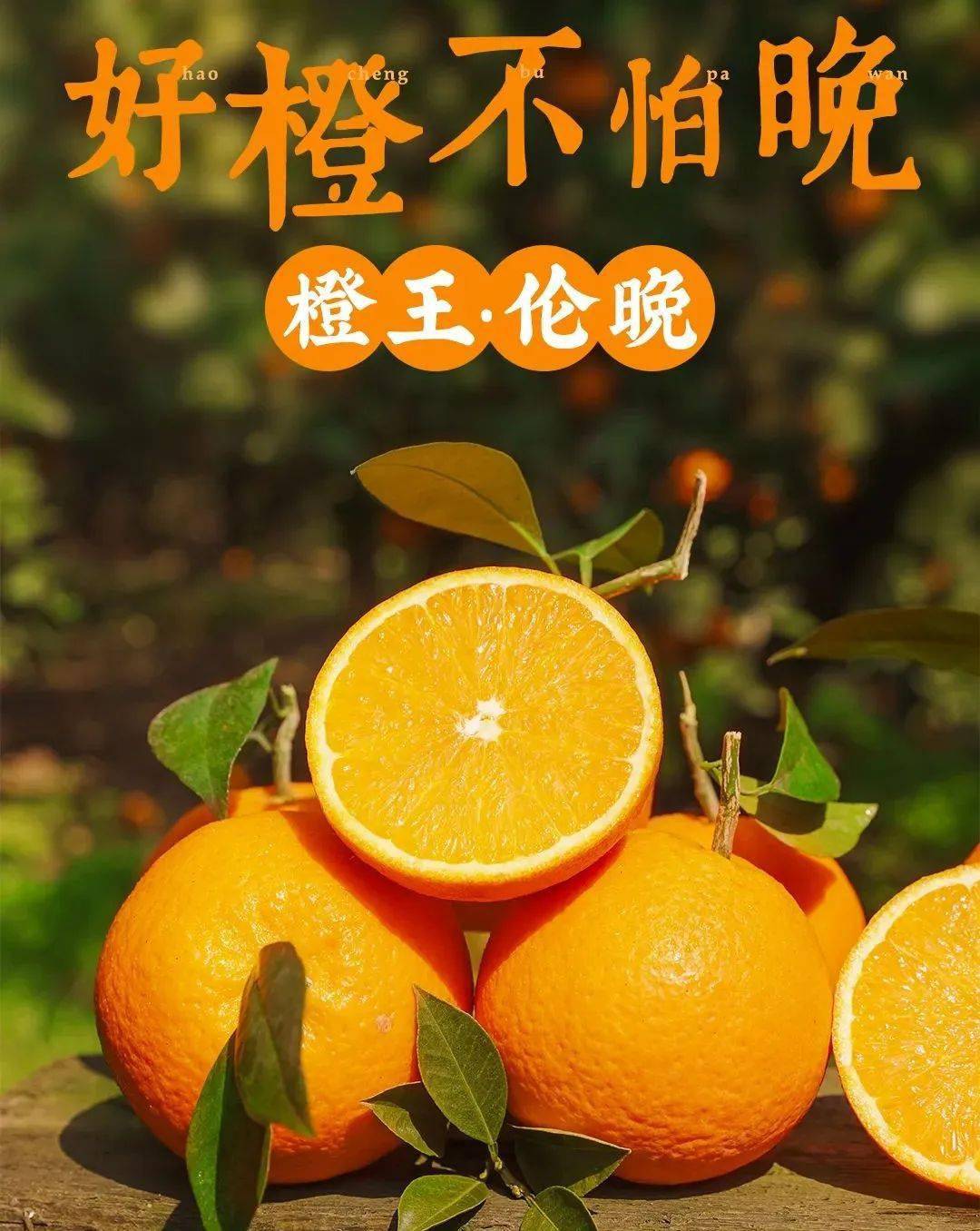 花果同枝,连央视也赞不绝口的【伦晚脐橙】来啦!