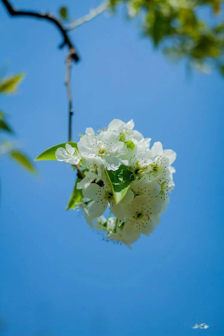 摄影集1_春花_顽石_轿子雪山