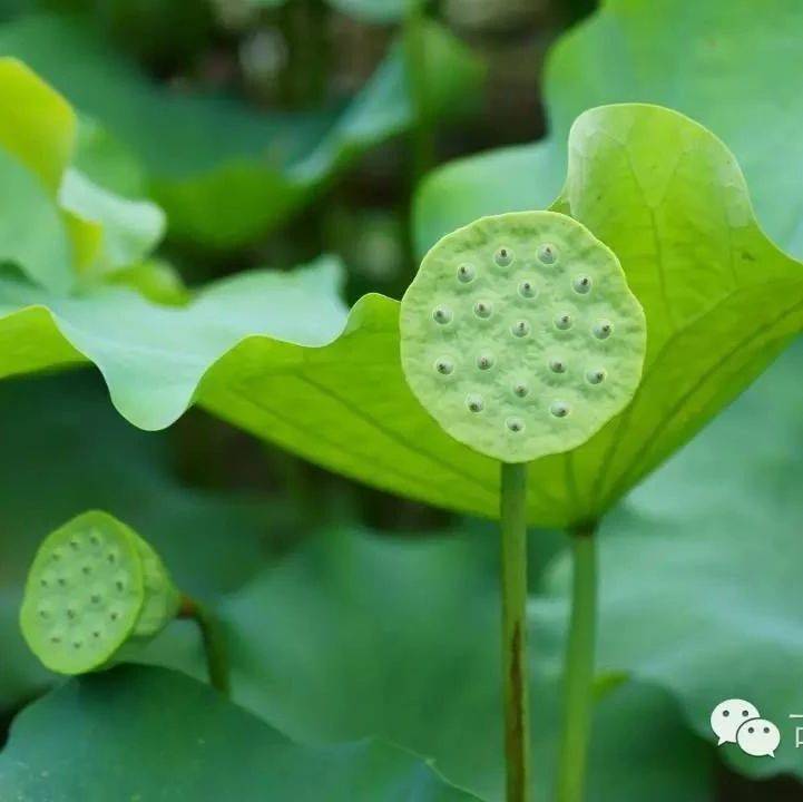 一斗米养个恩人, 一石米养个仇人!_人生_良心_一世