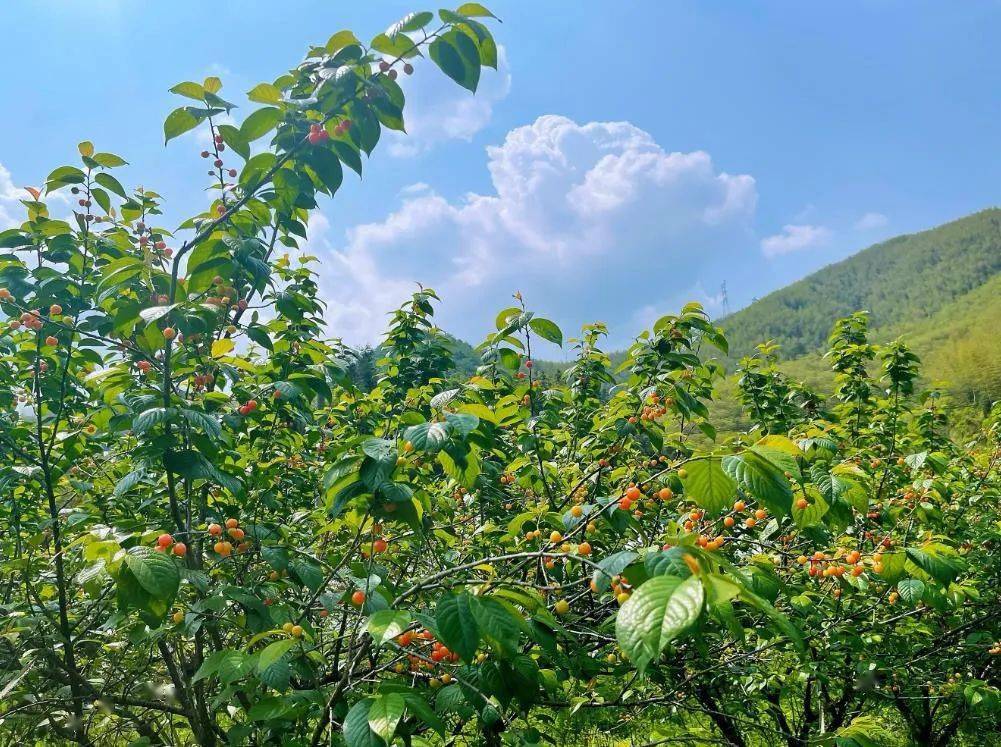 重庆玉峰山樱桃基地图片