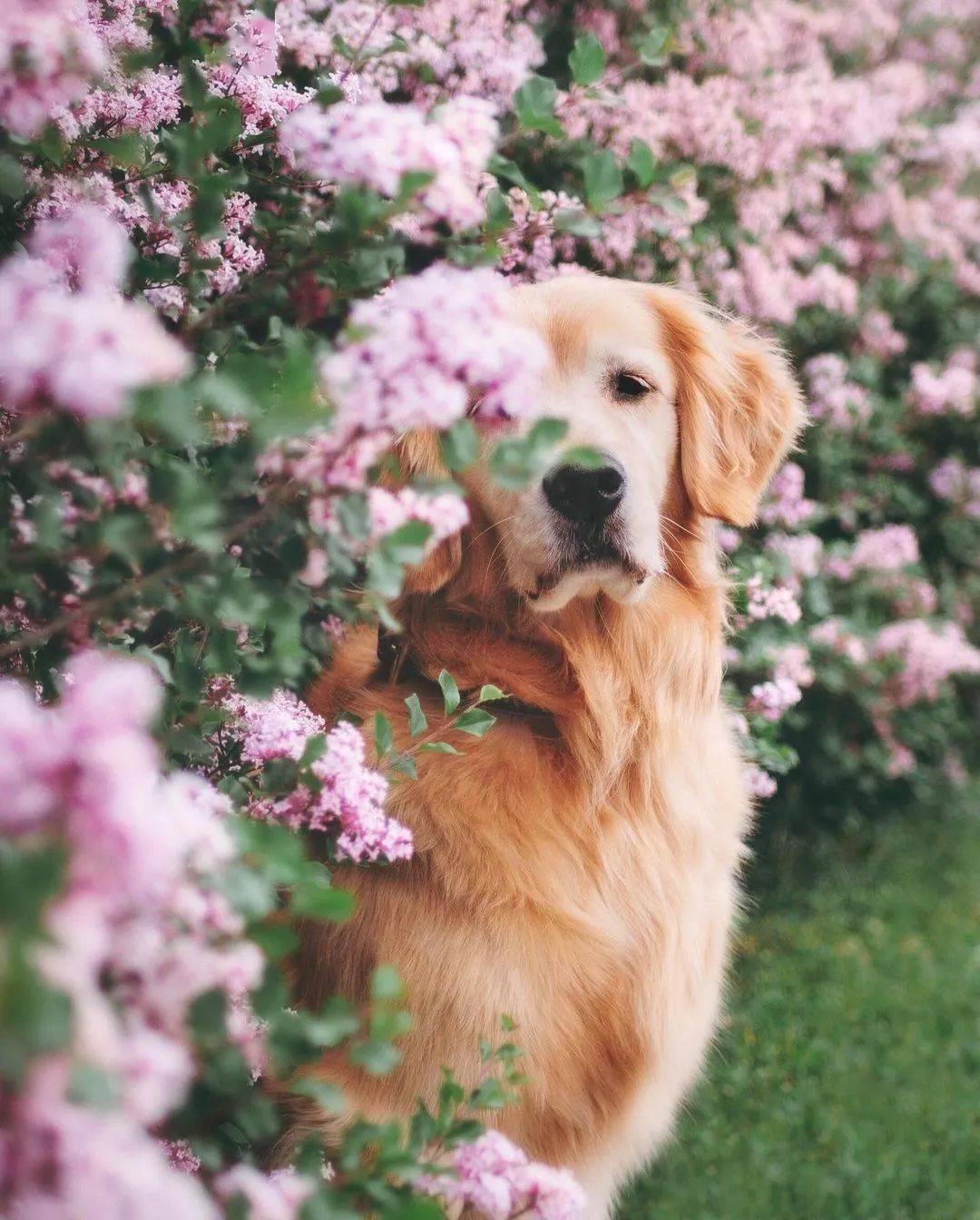 当金毛和鲜花同框每张都美得可以做壁纸