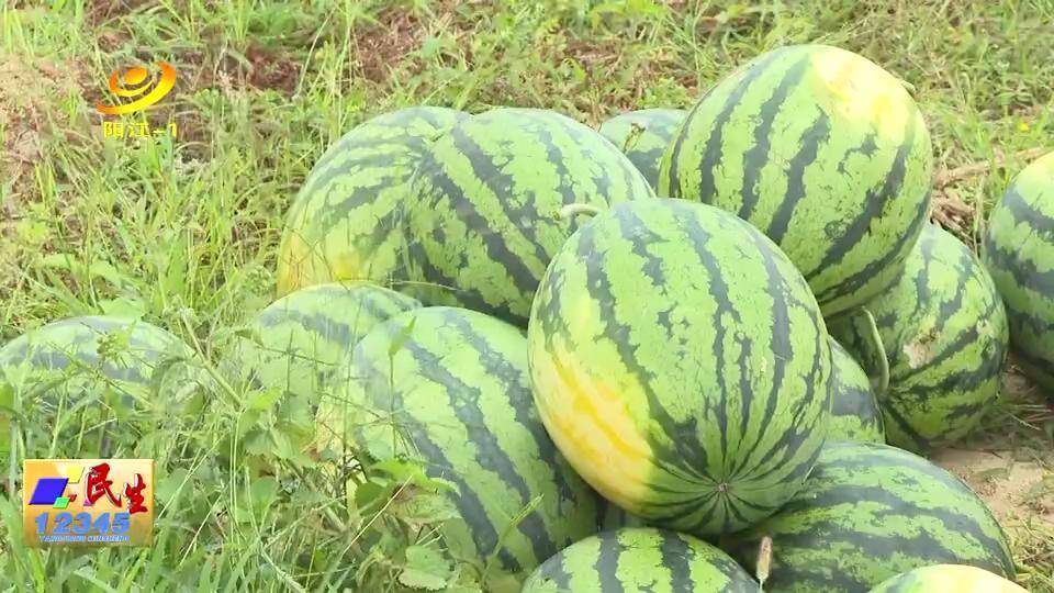 阳西上洋西瓜上市 价格走高_收购_上洋镇_需求量