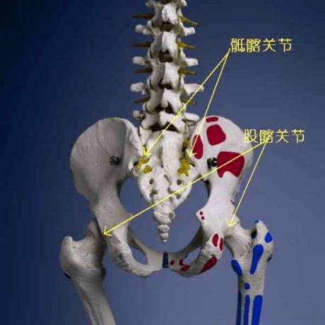 骶髂骨疼痛位置示意图图片