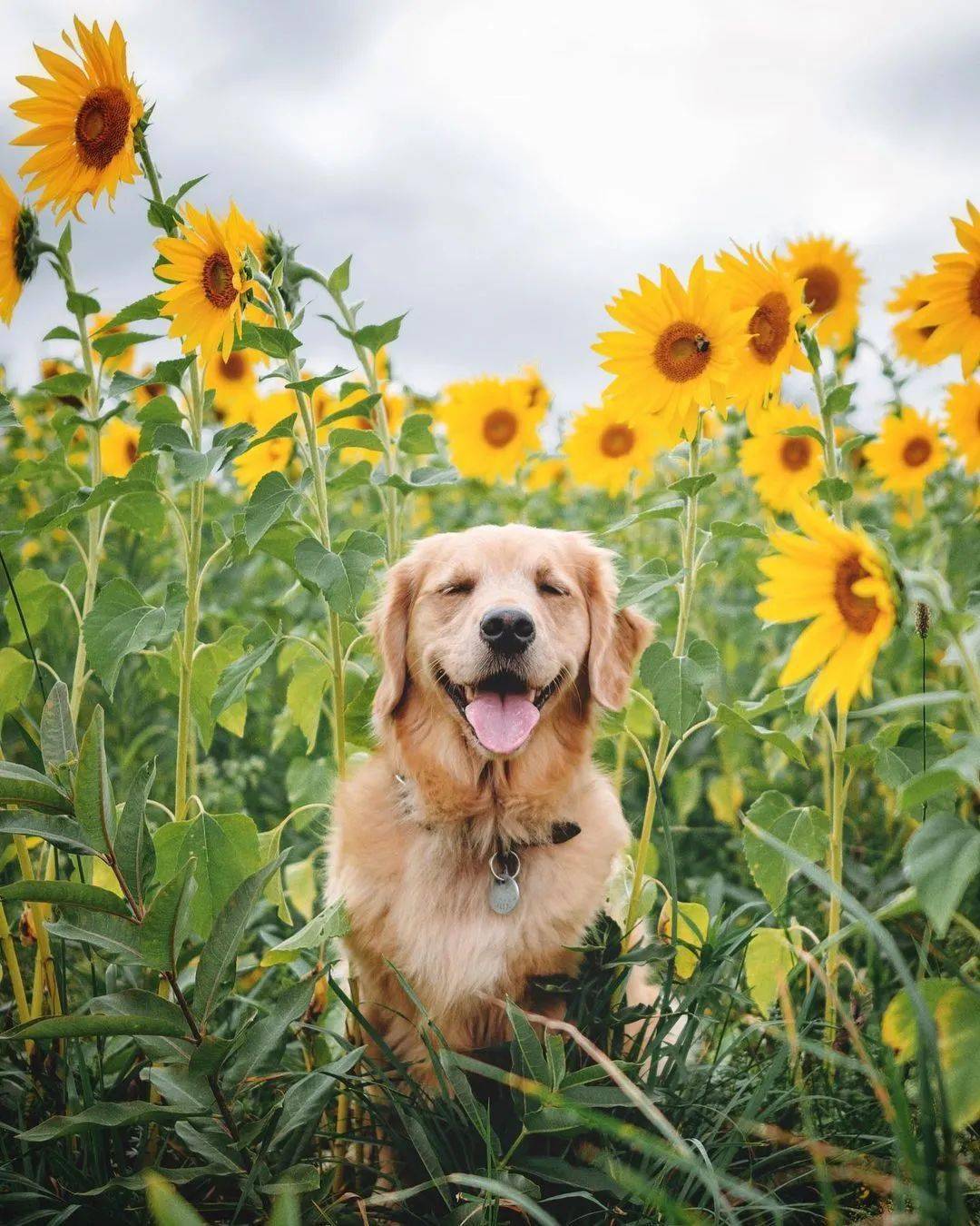 当金毛和鲜花同框,每张都美得可以做壁纸!_狗狗_花在_ally