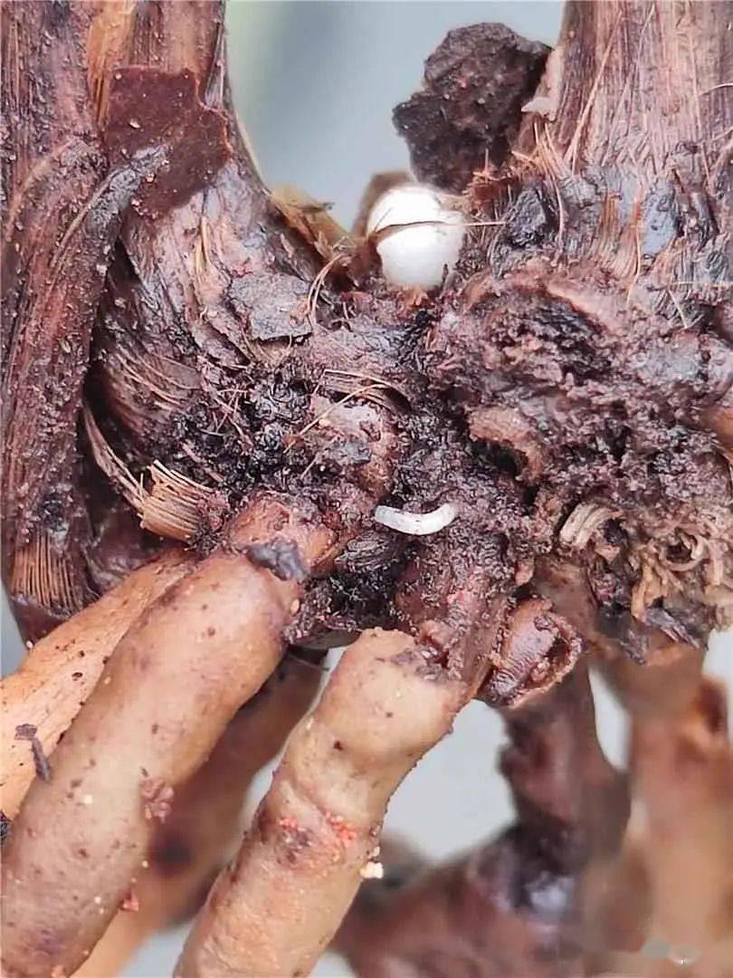 软腐的罪魁祸首之一根蛆