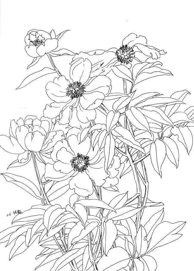 国画教程婀娜多姿的工笔芍药画法附白描画稿