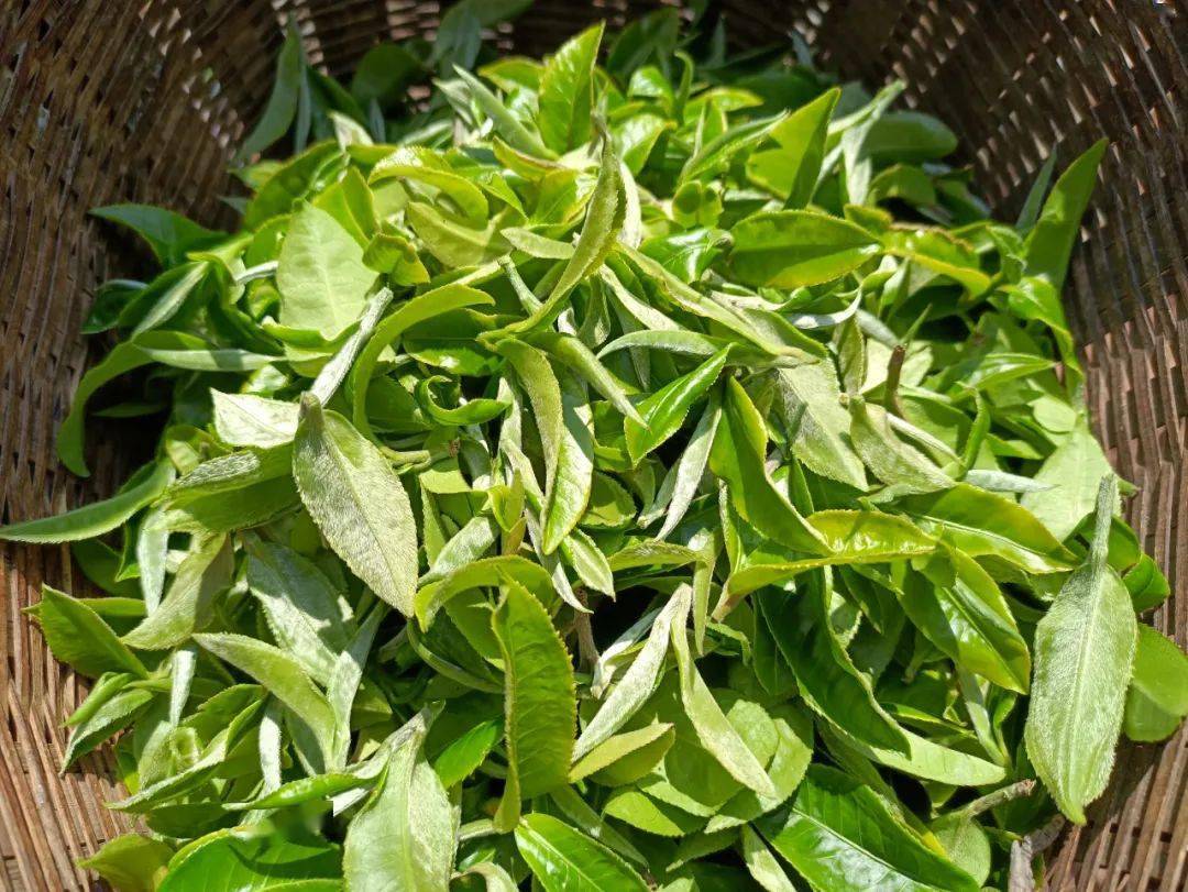 产业振兴景谷开展大白茶产品团体标准及加工技术规范评审