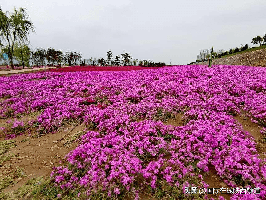 宝鸡市第二届渭河文化公园万亩花海暨"水润宝鸡61醉美陈仓"文化旅游
