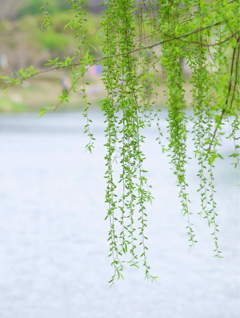 遇見春天原來是這樣的鎮江