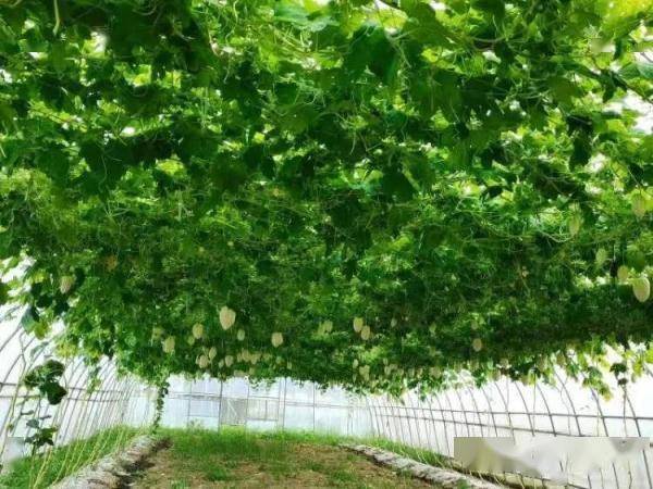 苹果苦瓜6月上市,到底是苦是甜?_种植_颜色_上海
