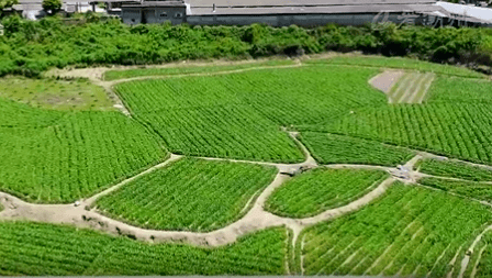 撂荒地蝶變豐收田宜糧則糧宜特則特讓撂荒地滿綠復活