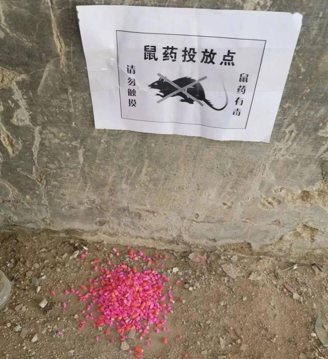 新州街道办工作人员在兔毛子山投放鼠药(韩国金 摄)金厂沟梁镇在做好