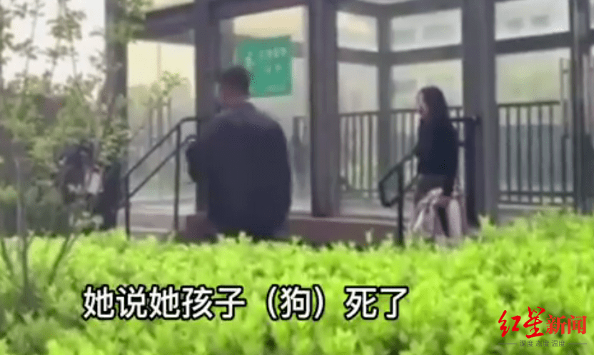 宠物犬的价格排行_果然独家宠物狗没拴绳吓哭小孩,孩子父亲一怒之下将狗摔死(2)