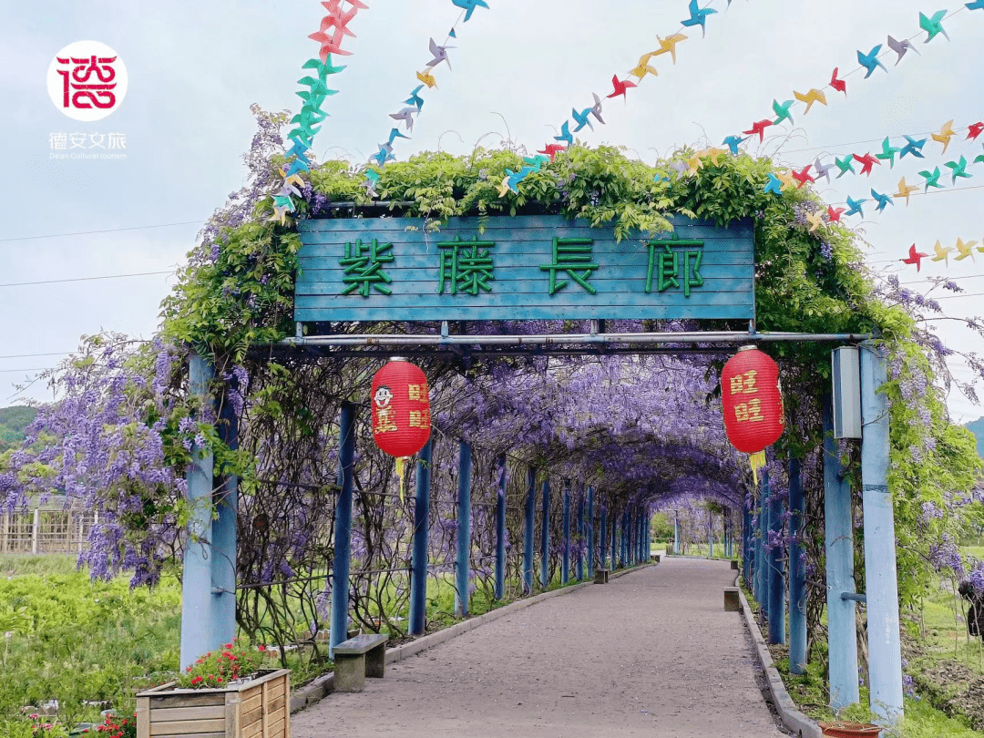 哪里有紫藤花旅游景点图片