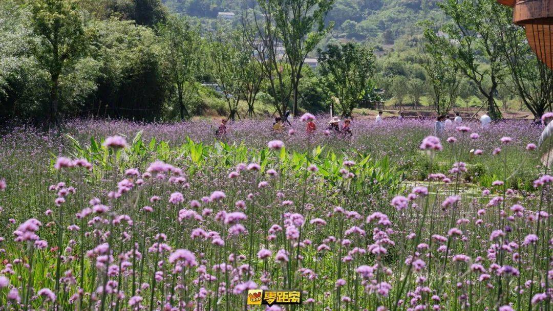 宜宾这片蓝紫色花海太美了吧酷似薰衣草不要门票冲啊