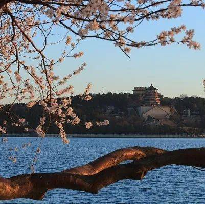 館前區【玉淵潭公園】櫻花園,南門【紫竹院公園】西堤,明月島【陶然亭